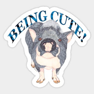 POT BELLIED PIG BEING CUTE Sticker